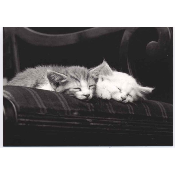 Dobbelt fotokort Cat Naps