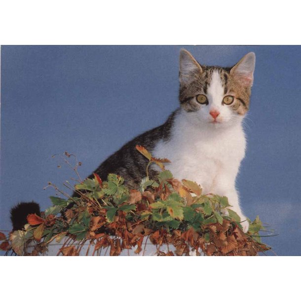 Postkort Kat i jordbrbed