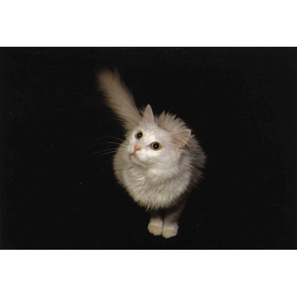Postkort Forbavset hvid kat