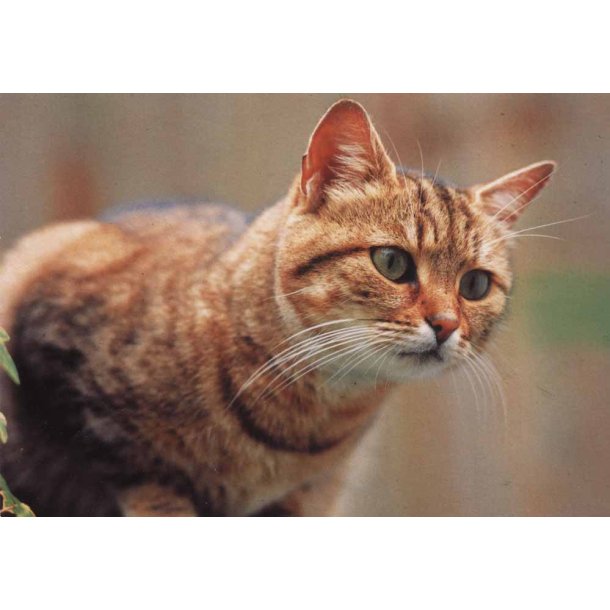 Postkort Overrasket rd kat