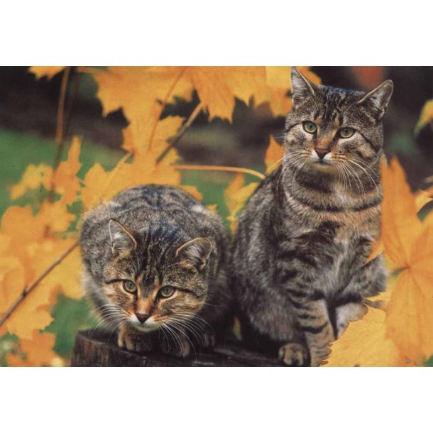 Postkort To nysgerrige katte