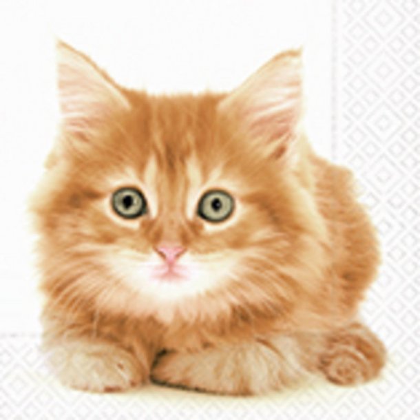 Cute golden Kitten