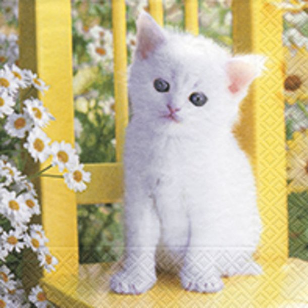 White Kitten - So cute