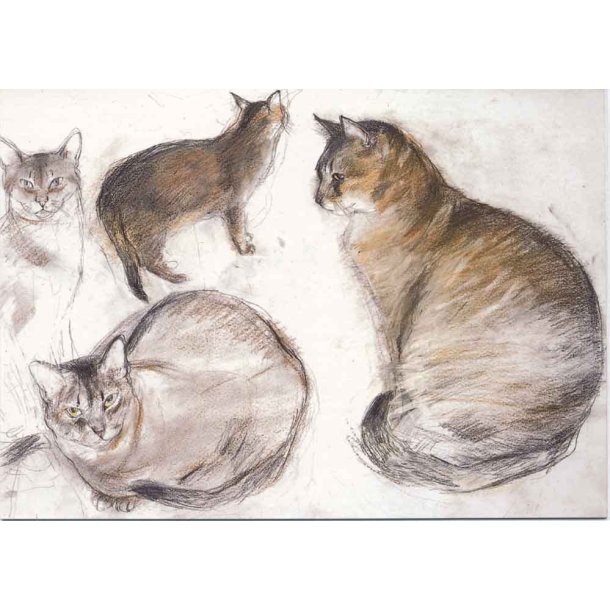 Dobbelt kort Studies of an Abyssinian Cat